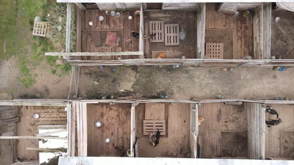 Aerial View of a Shelter for Stray Dogs.