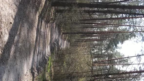 Vertical Video of a Road in the Forest Slow Motion