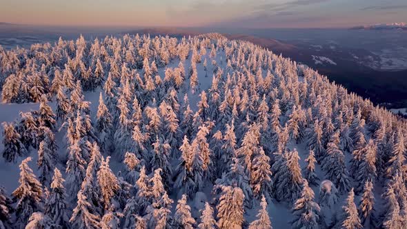 Frozen Winter Forest