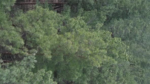 Vertical Video of Green Pine Forest By Day Aerial View