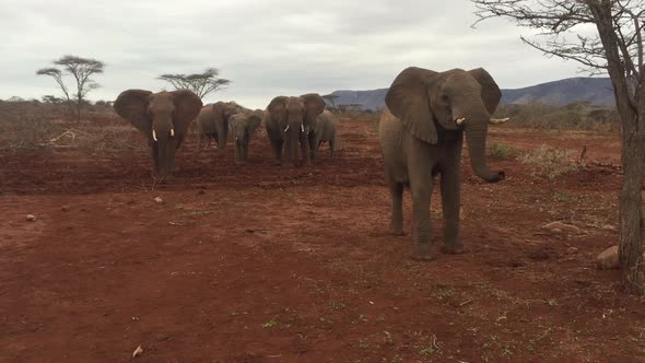 A large group of elephants, Loxodonta africana including a bull forage during winter at Zimanag Priv