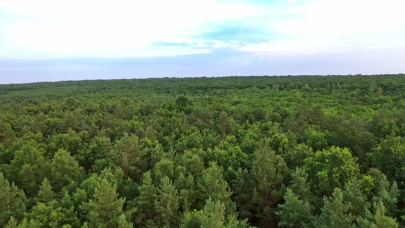 Natural aerial view of a beautiful green forest