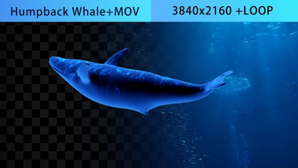 Whale 