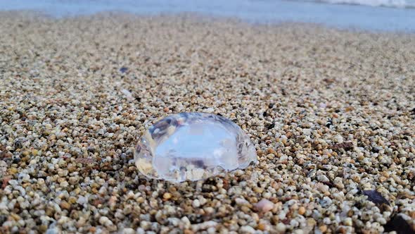 Jellyfish on the Sea Shore