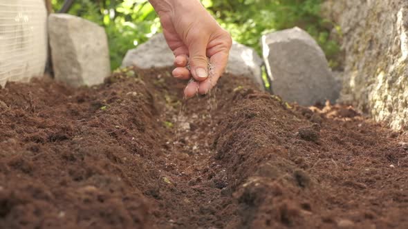 Farmer seeding organic agriculture cultivation. Placing seed in farm at slow motion. Gardener woman