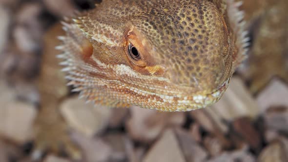 Agama or Dragon Lizards. Close Up Portrait of Lizard. Slow Motion.