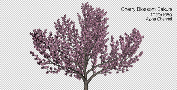 Tree Cherry Blossom