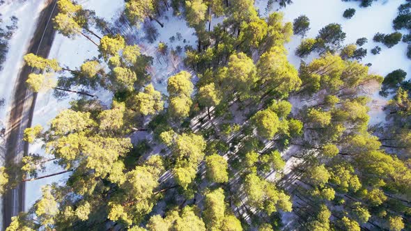 The Quadcopter Flies Over the Winter Pine Forest