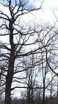 Vertical Video of the Forest with Trees Without Leaves