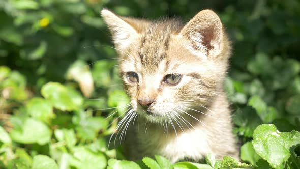 Kitten in the grass 3840X2160 UHD footage - Little cat in the garden 4K UHD footage