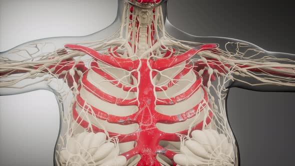 Transparent Human Body with Visible Bones alt