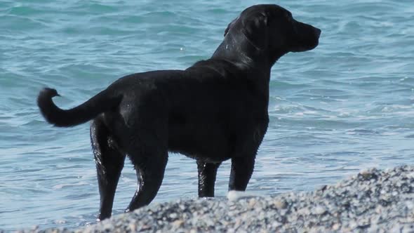 Black Stray Dog Is Playing with Sea Waves on Desert Rocky Beach. Slow Motion.