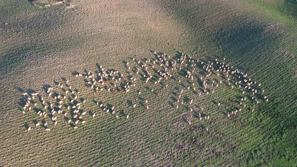 Sheep grazing on open fields in the countryside in Italy