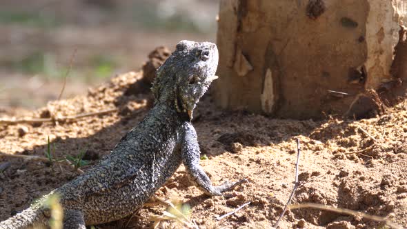 Southern tree agama on the ground running away