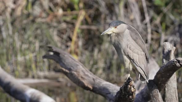 Wild grey colored Black-crowned Night Heron enjoying sunlight in nature near pond - Close up static