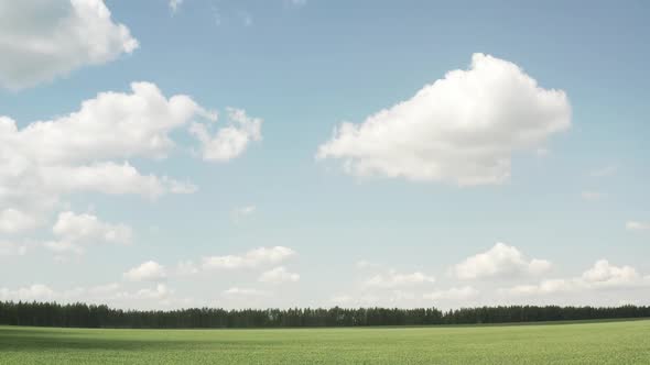 Beautiful Environment Landscape of Green Field in Agriculture Harvest