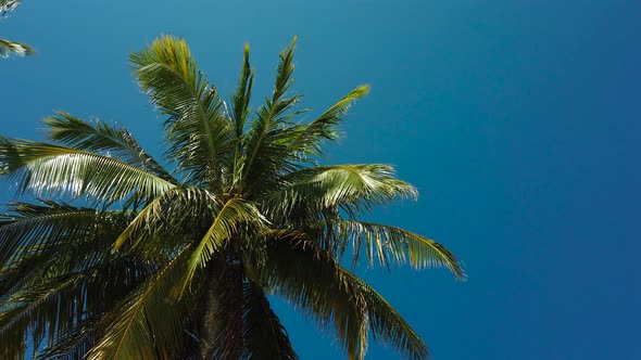 Palm Trees Against the Blue Sky