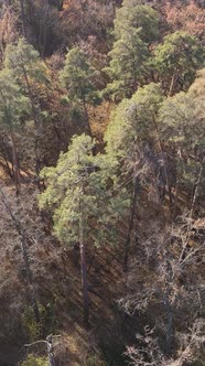 Vertical Video of Forest Landscape in Autumn Slow Motion