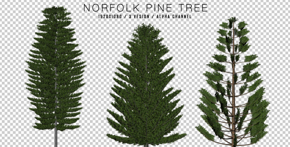 Norfolk Pine ( 3 in 1 )