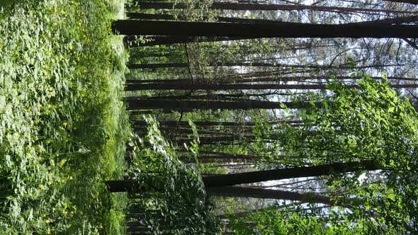 Vertical Video Aerial View Inside a Green Forest with Trees in Summer