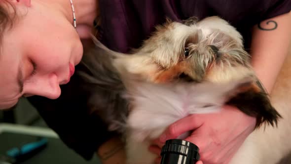 A Hairdresser Girl Blows a Hairdryer on a Small Curly Dog of the Shih Tzu Breed Closeup