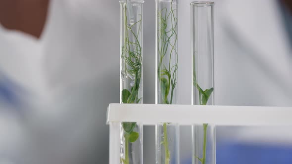 GM Sprout In Test Tube Analysis