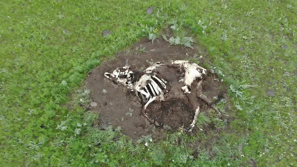 Old Dead Animal Carcass That Died Naturally in Green Meadow