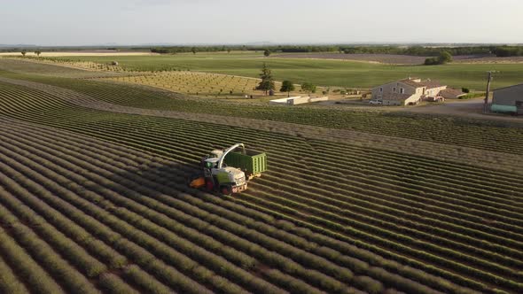 Harvest of Lavender Agriculture Field in Valensole