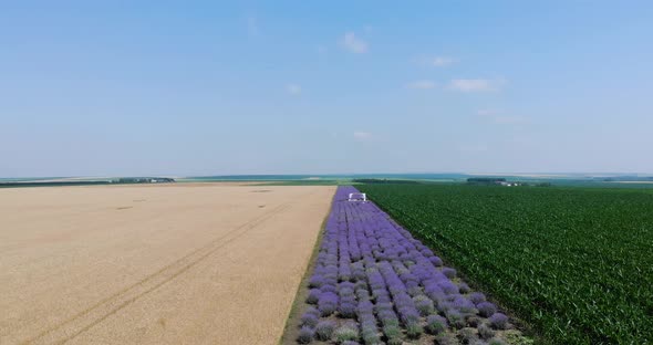 Lavender Field Between Corn And Wheat Crops