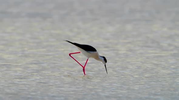 Small Bird in Shallow Water River or Lake An Animal in Its Natural Habitat Nature Wildlife Safari