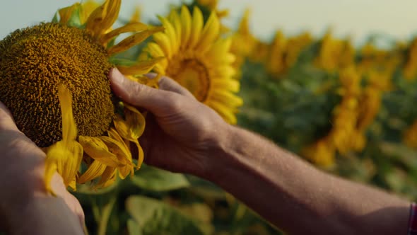 Hands Examining Sunflower Seeds Quality Closeup