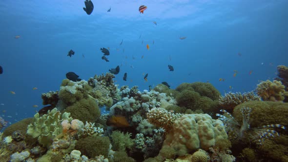 Marine Tropical Underwater Fish Garden