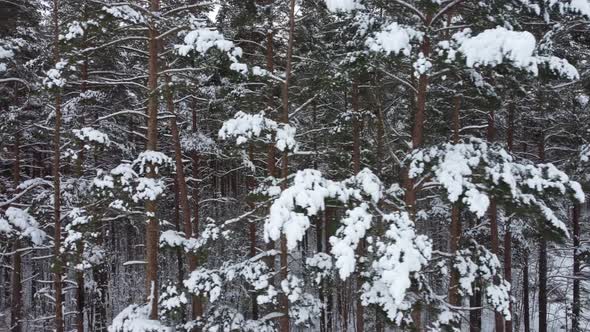 Beautiful winter forest in the snow