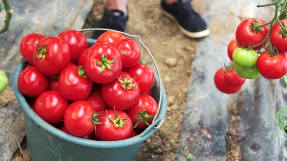 Freshly Harvested Ripe Tomatoes in the Bucket