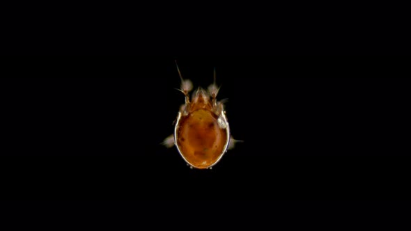 Mite Oribatida Under Microscope, Order Sarcoptiformes