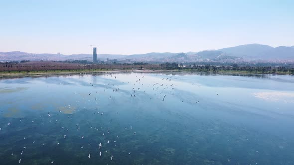 Flying Birds Over The Lake