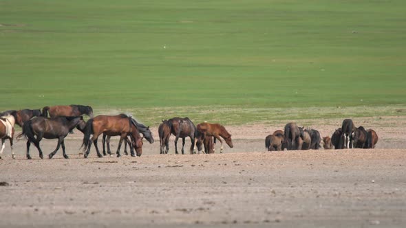 Free Herd of Wild Horses in Treeless Flat Plain