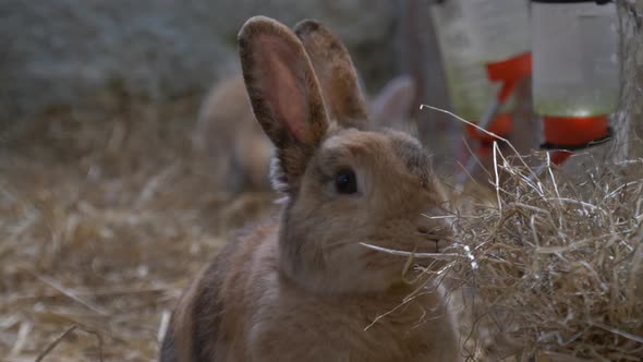 Adorable Bunny Eats Dry Grass At Castleview Open Farm In Ross Cullohill, County Laois, Ireland. Clos