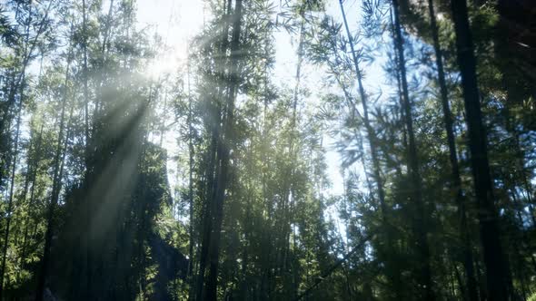 Windy Tranquil Arashiyama Bamboo Grove alt