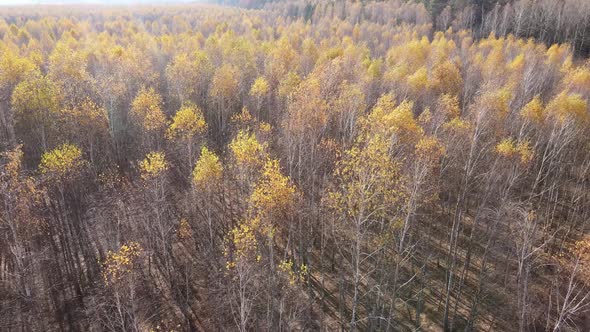 Forest with Trees in the Fall