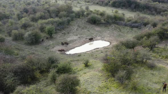 Documentarists shoot a european bison herd by a watering hole,Czechia.