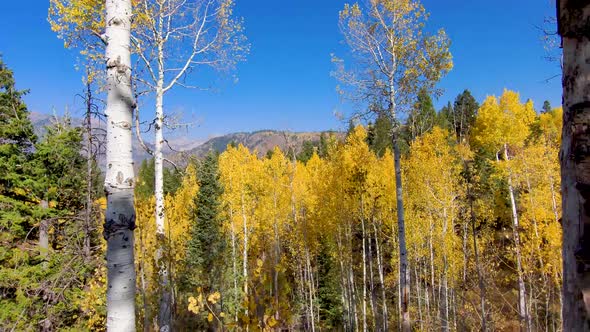 Aspen grove in brilliant fall colors - pull back low altitude aerial view while flying between trees