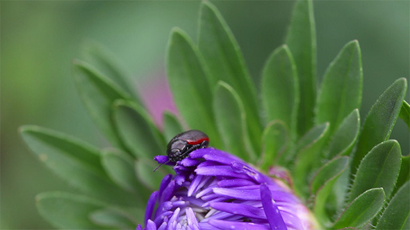 Beetle on the Flower