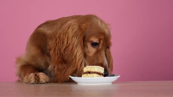 English Cocker Spaniel Eating a Slice of Cake Sitting at a Table in the Studio on a Pink Background