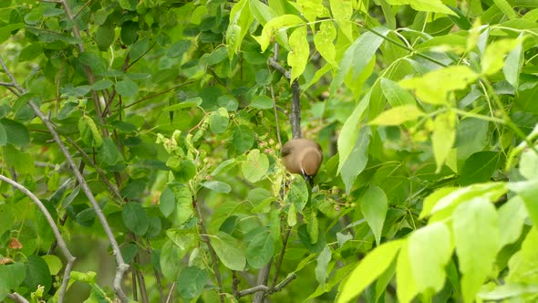 small brown bird sitting on a branch looking around and eating from flowers on a windy bright day in