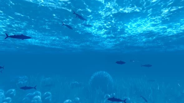 Submarine Fishes alt