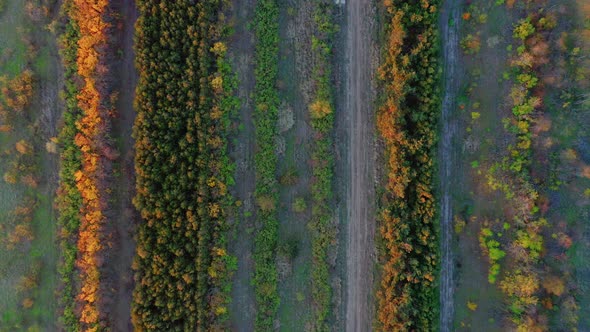 Aerial Top View of Rows of Colorful Autumn Plants at Sunset