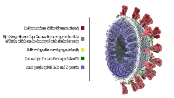 Coronavirus Model (Transverse Section)