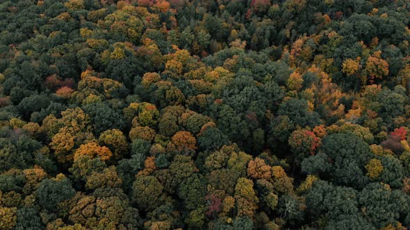 Drone flight over fall forest in Canada. Autumn leaves and trees. Orange, Red, Yellow and Green beau