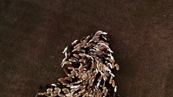 Top View of Grazing Sheep Flock on Autumn Pasture